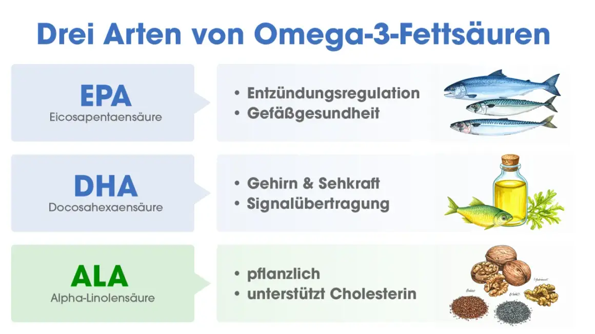 Drei Omega-3-Fettsäuren: EPA für Entzündungen, DHA für Gehirn & Sehkraft, ALA pflanzlich. Was ist DHA? Wichtig für Gehirn und Augen.
